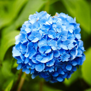 Hydrangeas