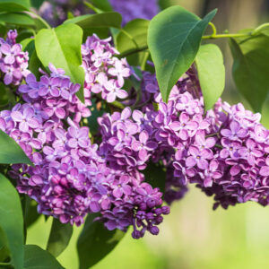 Lilac