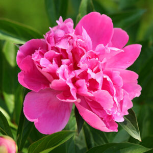 Peonies