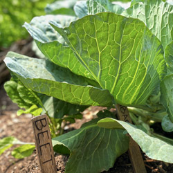 Vegetables