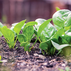 Shade Tolerant