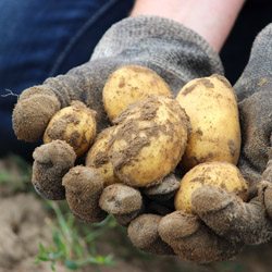 Potatoes