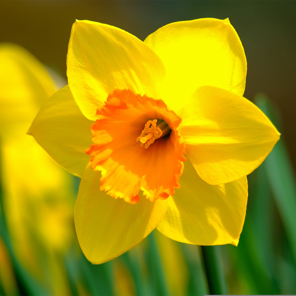 Delightful Daffodils