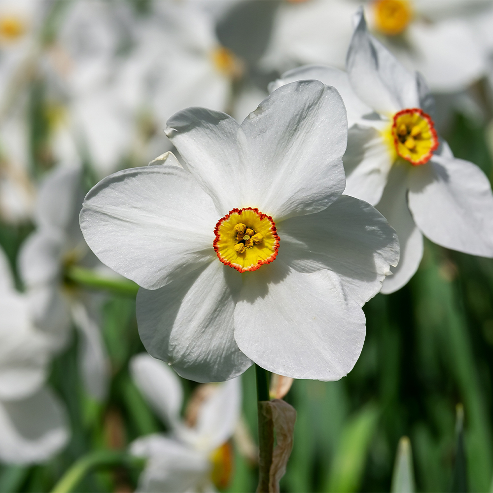 Delightful Daffodils